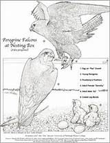 Falcon Coloring Amur Designlooter Peregrine sketch template