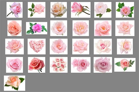 pink roses clipart flower clip art floral printable png files