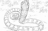 Coloring Anaconda Cobra Pages King Realistic Python Printable Snakes Snake Mamba Drawing Sketch Burmese Print Titanoboa Color Green Cobras Getdrawings sketch template