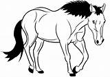 Cavalo Desenho Colorear Cavallo Cavalos Tegninger Caballo Disegno Heste Desenhar Hest Stampare Tegning sketch template