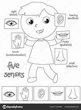 Senses Sentidos Colorear Humano Dibujos Organos Cinco Preescolar Actividades Depositphotos Mostrando Inglés Trabajos Carlacastagno sketch template