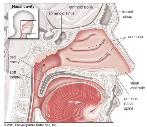 Nasal Cavity Structure And Function Histology Of Nasal