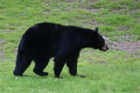 black bears   camp reality  black bear encounters blustery