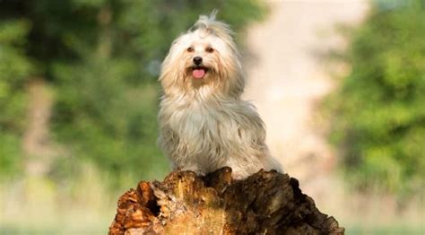 havanese dog breed information facts traits pictures