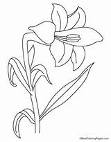 Lily Coloring Flower Pages Kids sketch template