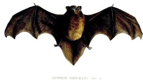 reasons bats   scary     arent iflscience