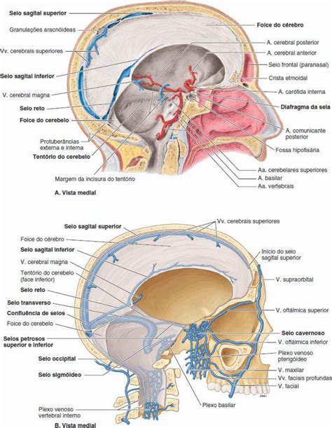 quais os seios da calvaria craniana descreva os anatomia