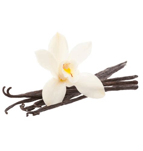 vanilla flower png picture  vanilla flower png
