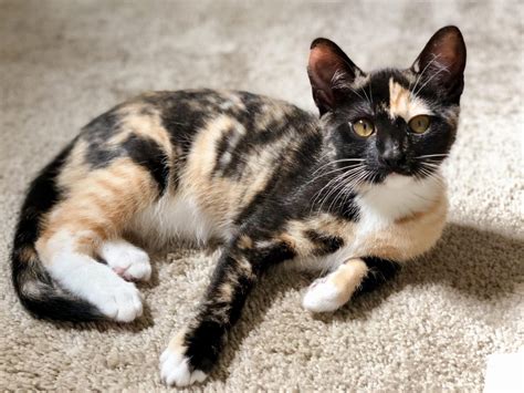 calico cat facts  pictures