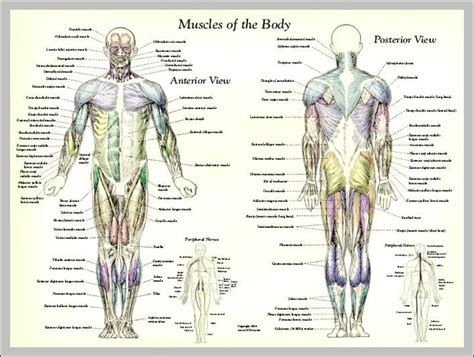 labeled human body anatomy system human body anatomy diagram
