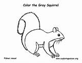 Squirrel Gray Coloring Eastern Nature Exploringnature sketch template