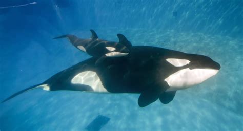 baby orca  killer whale born  seaworld  denver post