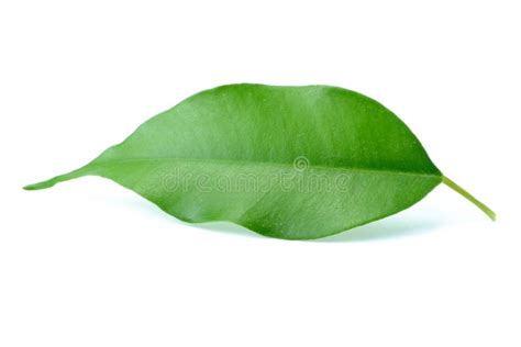 leaf  white stock image image  herb foliage branch