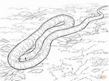 Schlangen Ausmalen Schlange Serpent Tigre Snakes Serpente Anaconda Realistische Ganzes Bull Serpents Diamant Kinderbilder Serpenti Stampare sketch template