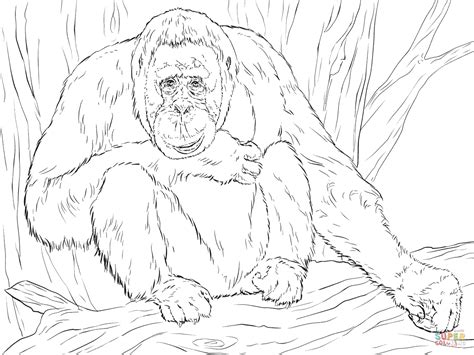 orangutan coloring  orangutan coloring