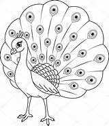Peacock Coloring Pavo Colorear Real Drawing Pages Line Drawings Istock Bird Kids Cartoon Cute Animal Clipart Stock Childrencoloring Depositphotos Christmas sketch template