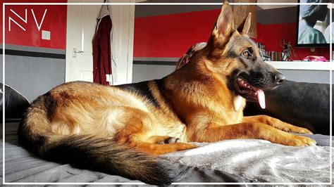 how to train a german shepherd yet their intelligence and energy can