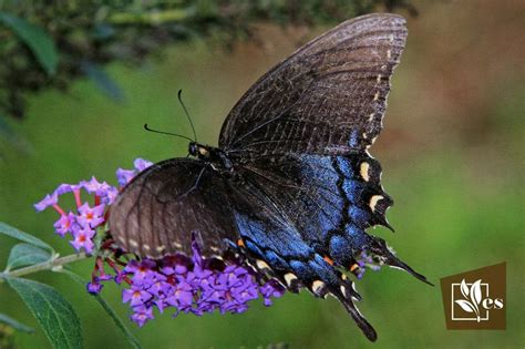 12 flowers that look like butterflies colorful options