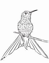 Coloring Hummingbird Branch Pages Tailed Swallow Perched Printable Drawing Categories sketch template