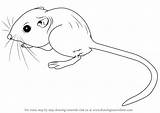 Kangaroo Rodents Drawingtutorials101 Mole Paintingvalley sketch template