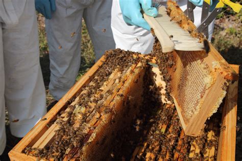 2020 récolte record de miel chez les clients d apilia apiculture urbaine
