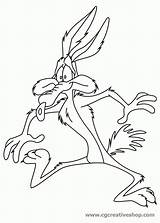 Coyote Looney Moody Judy Tunes Wile sketch template
