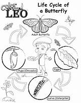 Butterfly Cycle Coloring Life Pages Drawing Cocoon Kids Paintingvalley Getdrawings Getcolorings Print Color Printable Popular sketch template