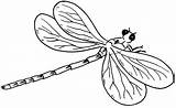 Dragonfly Coloring Pages Printable Kids Fly Dragon Template Libellule Drawing Sheets sketch template