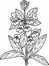 Penstemon Sticky Openclipart Onlinelabels sketch template