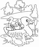 Mewarnai Bebek Duck Canard Donal Gratuitement Sketsa Hitam Putih Imprimez Ducklings Cute Coloringpagesfortoddlers Kumpulan Pintarmewarnai 1200artists sketch template