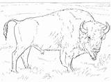 Bison Bisonte Americano Supercoloring Bizon Kleurplaten Ausmalbild Amerikaanse sketch template