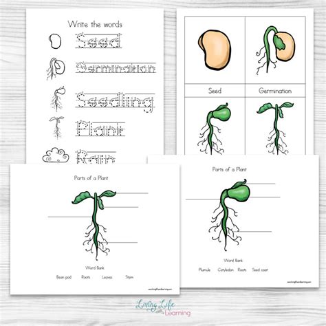 plant life cycle worksheets  kids thrifty homeschoolers