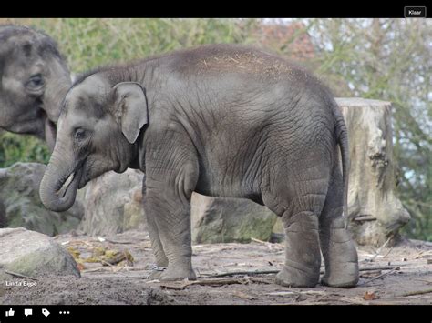 blijdorp rotterdam elephants animals animales animaux animal animais elephant