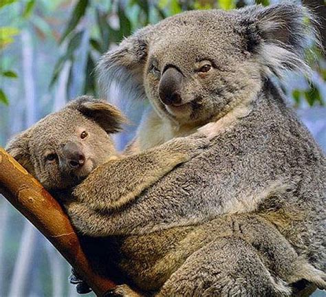 koala sleepy leaf eater animal pictures  facts factzoocom