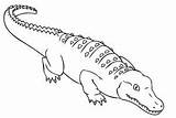 Coloring Crocodile Caiman Drawing Line Alligator Designlooter Pages Getdrawings 49kb 201px sketch template