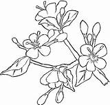 Coloring Blossom Cherry Japanese Dogwood Tree Pages Flower Garden Apple Print Spring Sakura Blossoms Printable Ume Colouring Color Template Designlooter sketch template