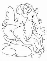 Ibex Coloring Pages Sight Seing Enjoying sketch template