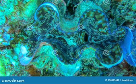 The Giant Clams Open Seashell Of Giant Clamsthe Giant Clams Open