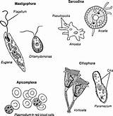 Protozoa Classification Protists Protista Species Microbiology Survival sketch template
