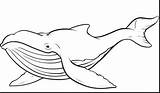 Whale Blue Whales Humpback Kids Drawing Killer Outline Coloring Pages Draw Drawings Colouring Orca Getdrawings Print Paintingvalley sketch template