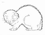 Ferret Ferrets Frettchen Baby Stencil sketch template