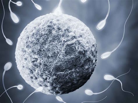 sperm donation inside a deeply emotive world of powerful