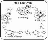 Frogs Curriculum Adaycare Lifecycle піна походження sketch template