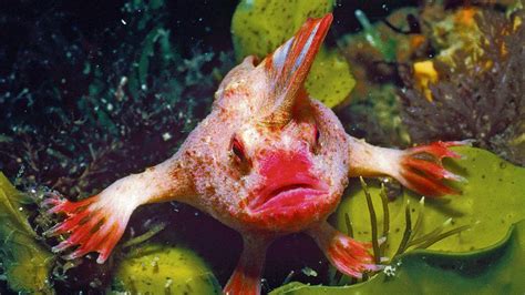 pink rare handfish spotted  australia   time  decades