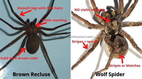 wolf spider  brown recluse spider facts  differe vrogueco