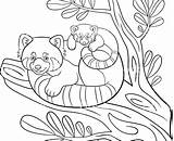Coloring Panda Giant Pages Getcolorings sketch template