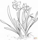 Daffodil Coloring Outline Flower Drawing Narcissus Printable Pages Adorable Botanical Getdrawings Pseudonarcissus Wild 72kb 176px sketch template