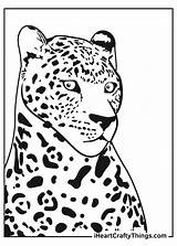 Jaguar Iheartcraftythings Jaguars Ausmalbilder Source Cheetah sketch template
