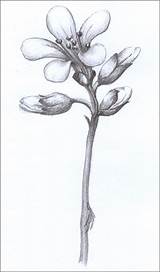 Saxifrage Granulata sketch template