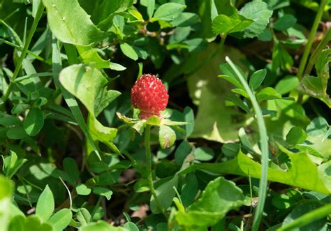 identification    tiny strawberry  fruit